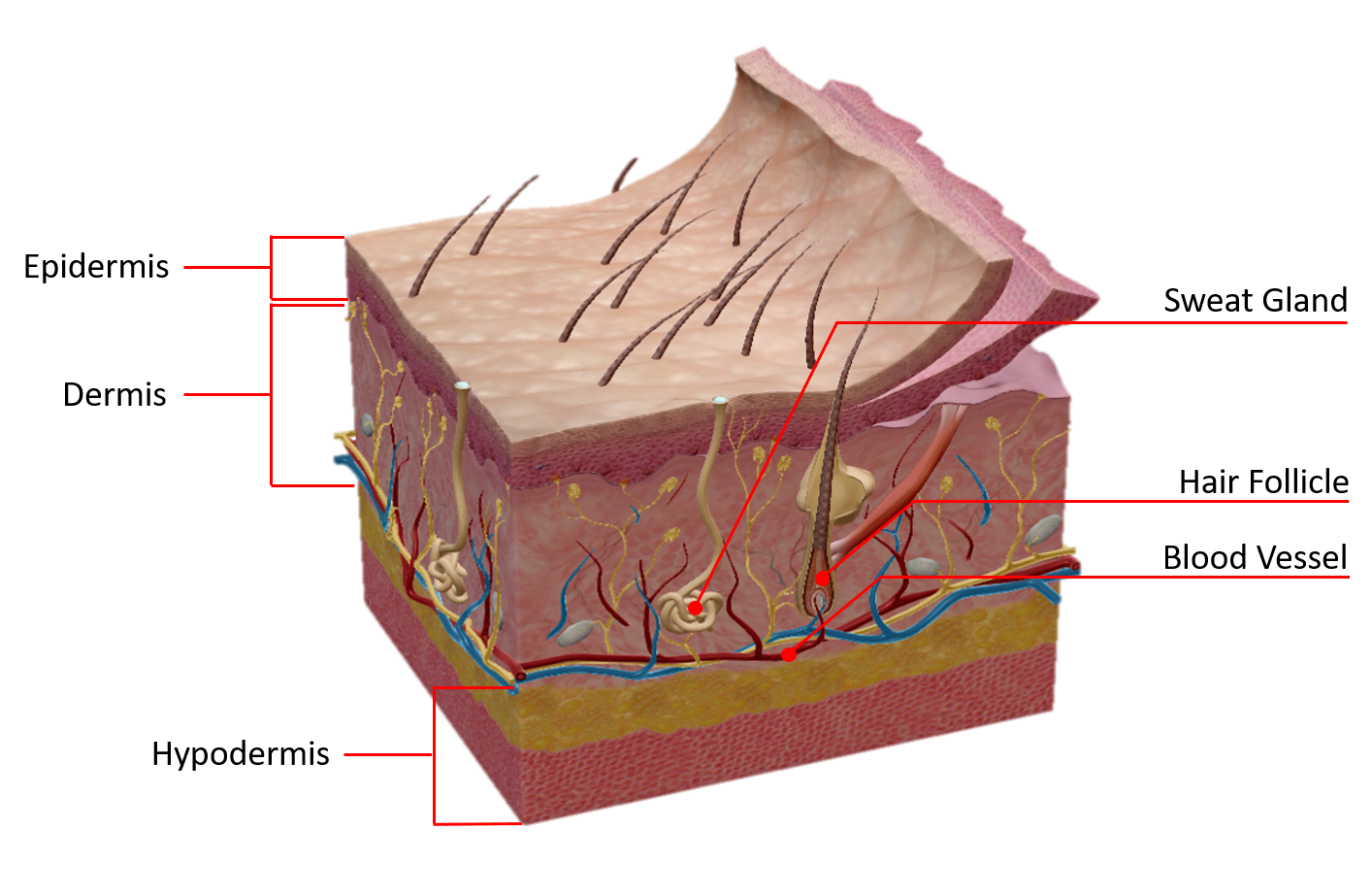 Skin Layers 